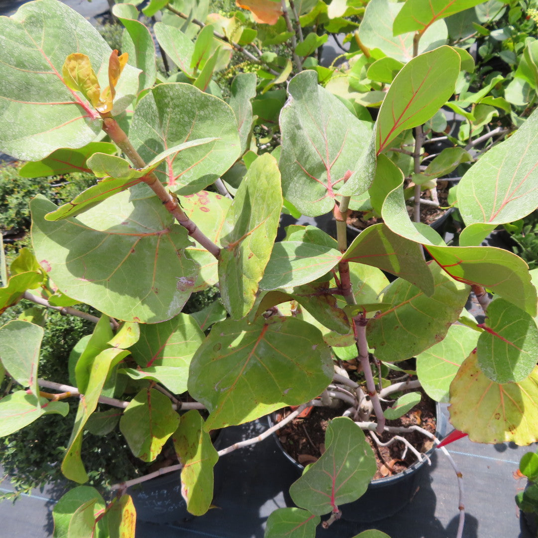 Sea Grape