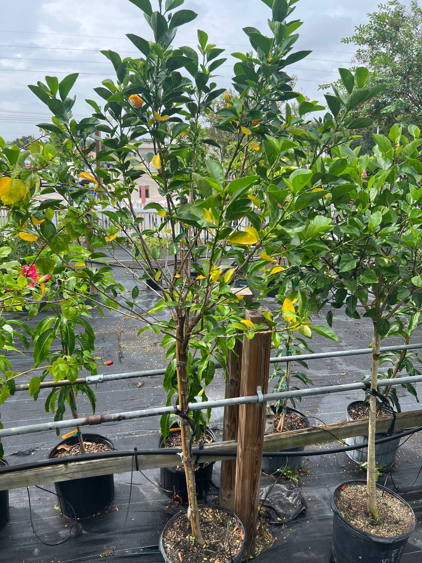 Hibiscus Trees