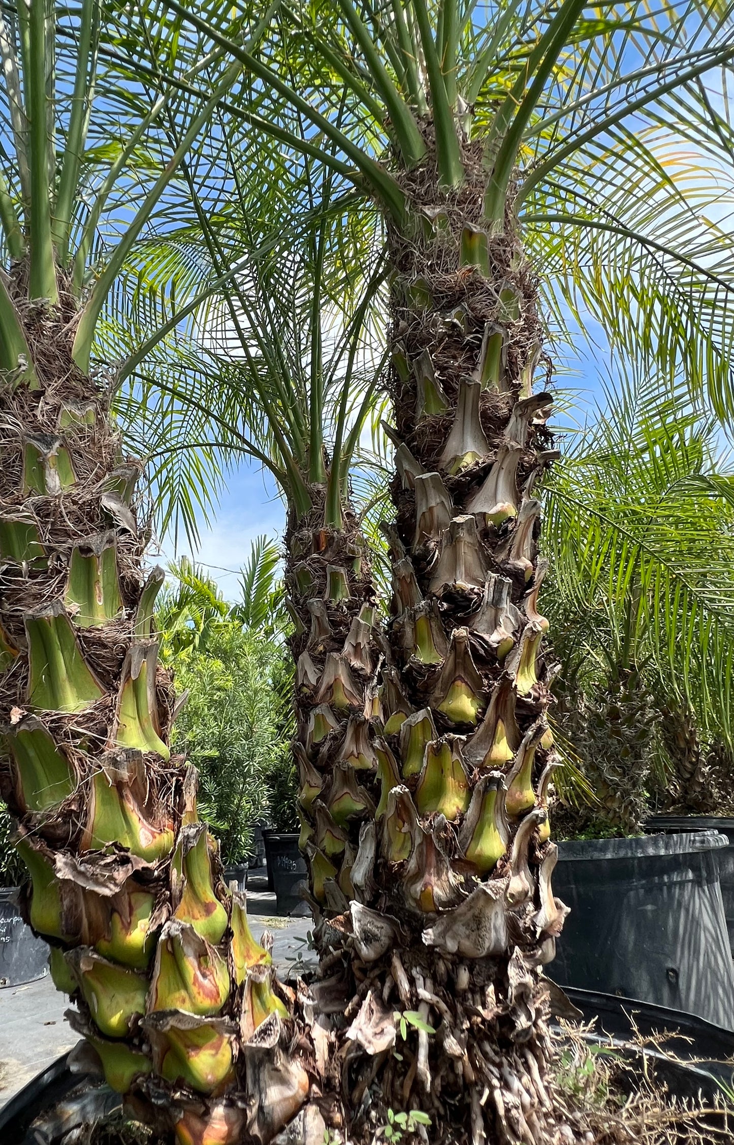 Roebelenii Palms