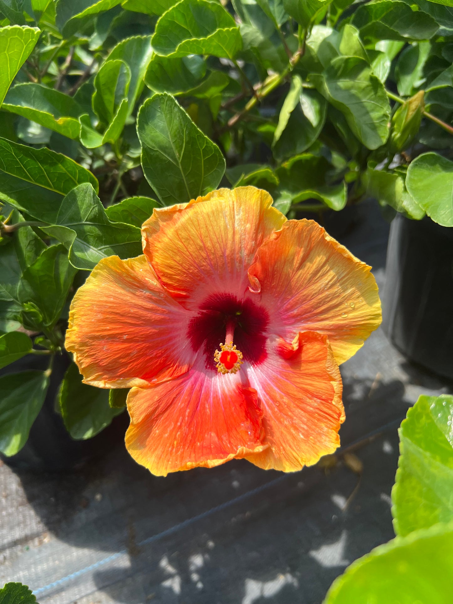 Hibiscus Shrubs