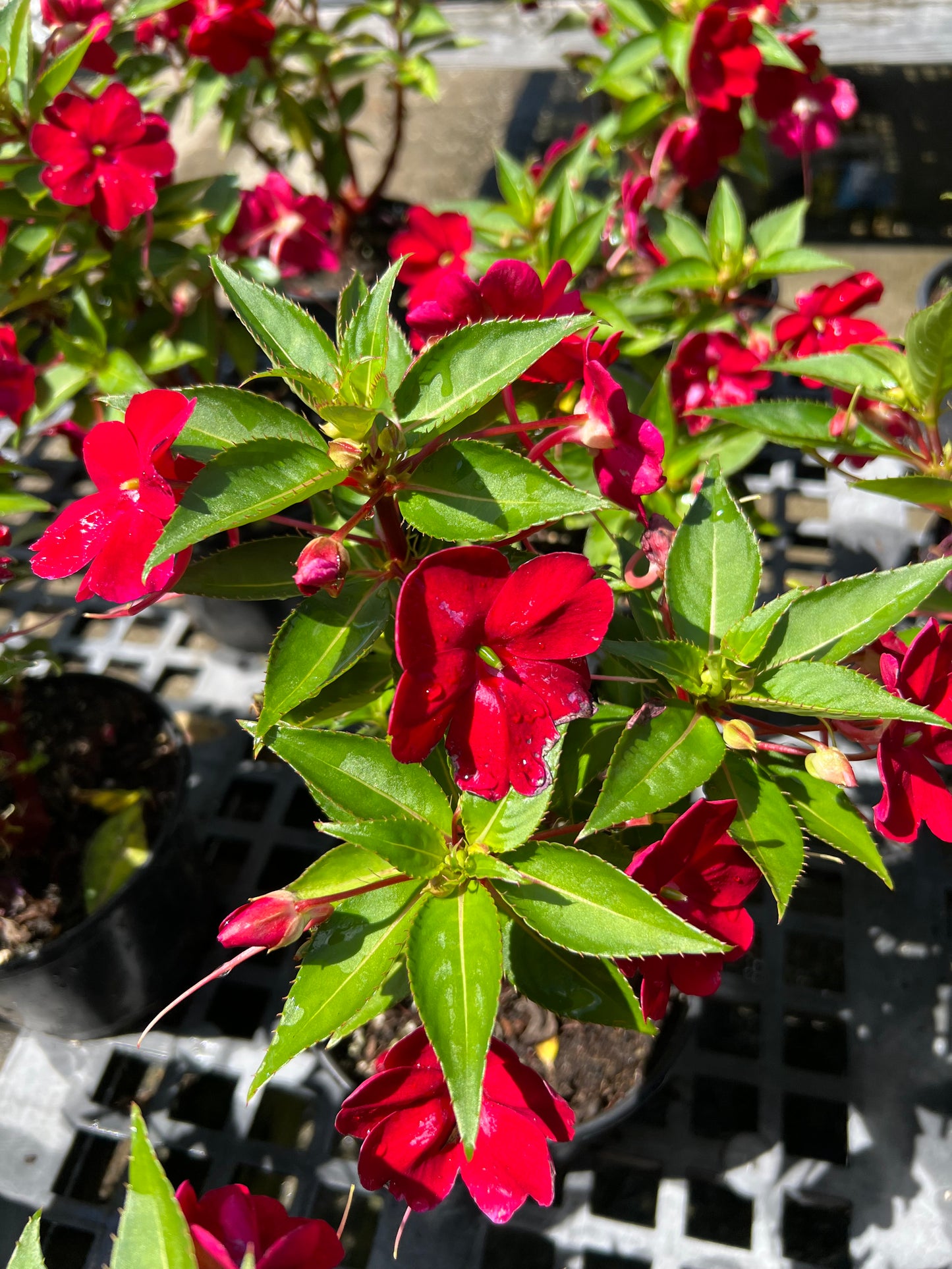 Sunpatiens (New Guinea)