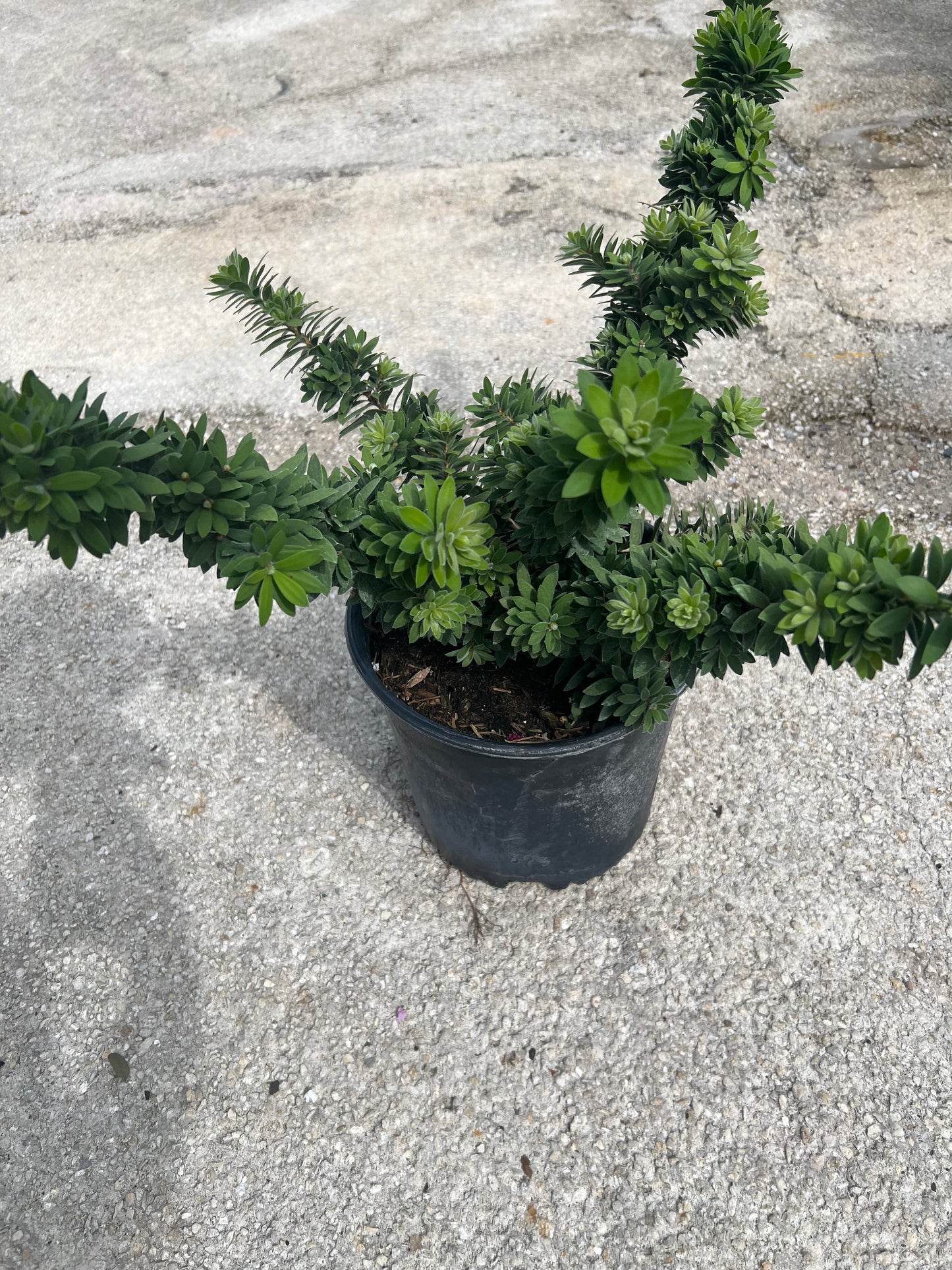 Bottlebrush Bush