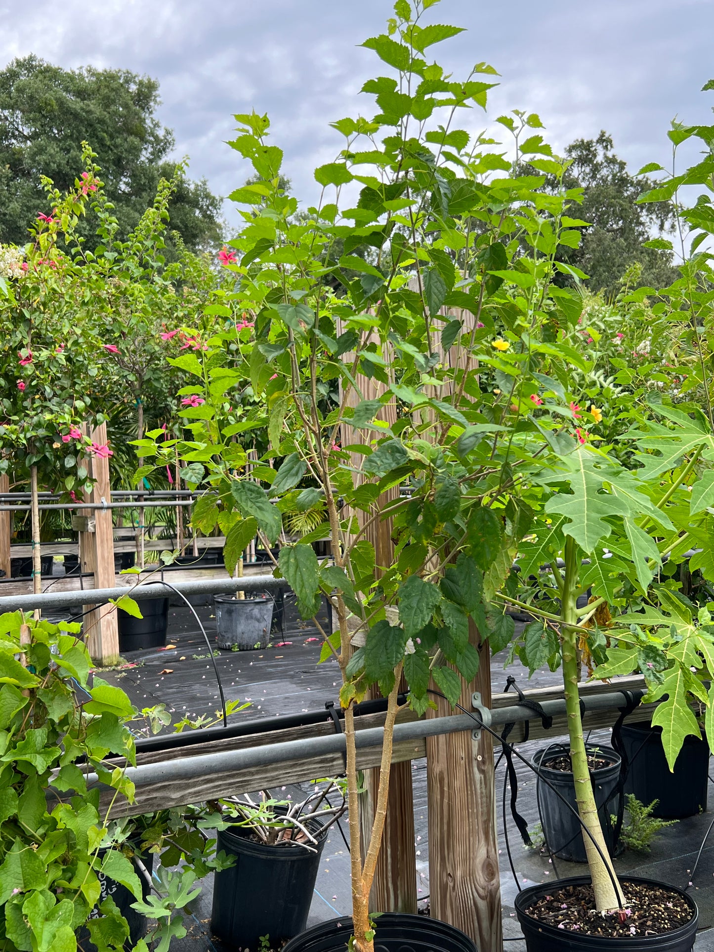 Mulberry Tree