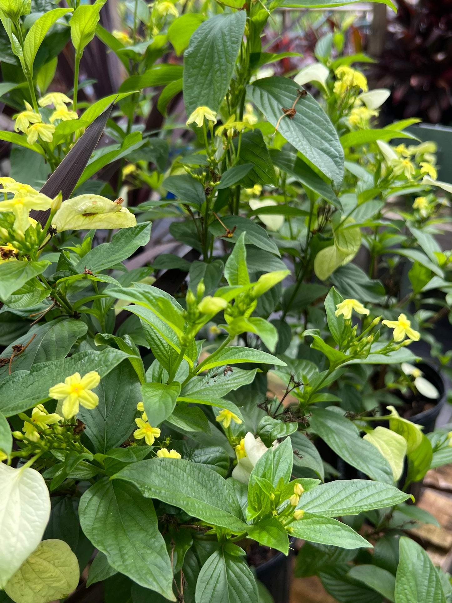 Mussaenda Shrubs