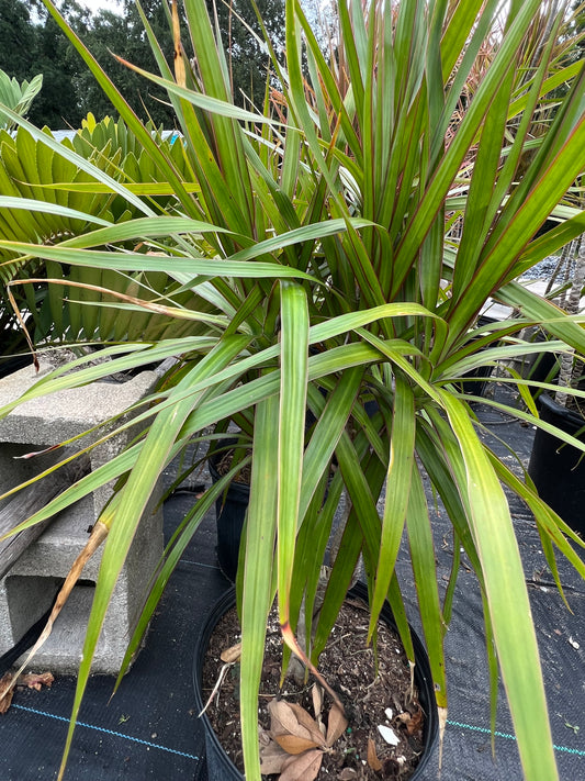 Dracaena Marginata Green