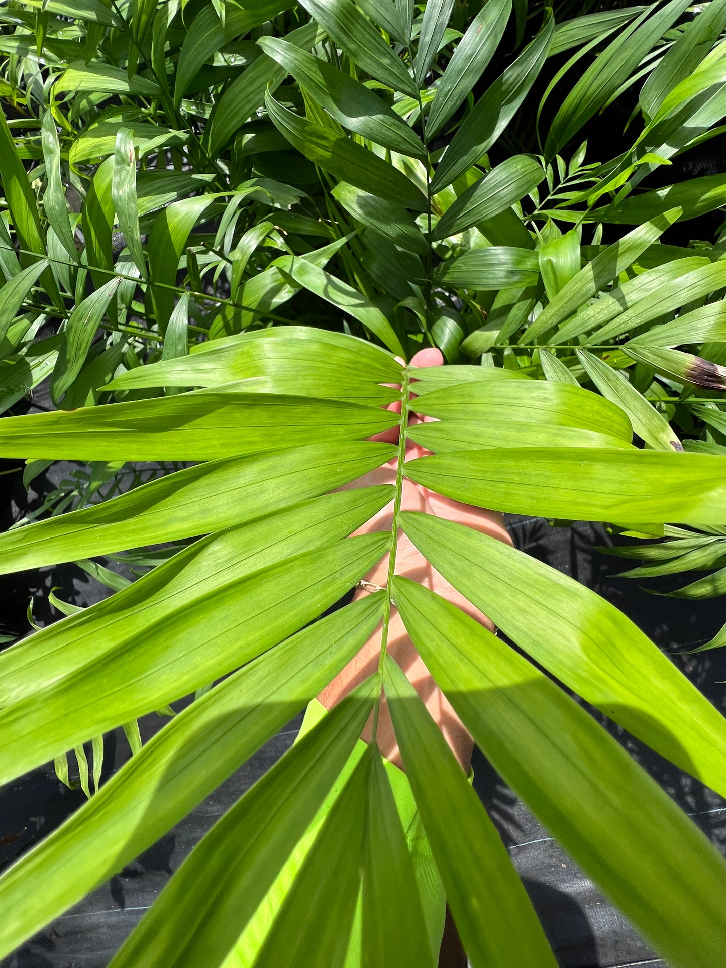 Neanthe Bella Parlor Palm