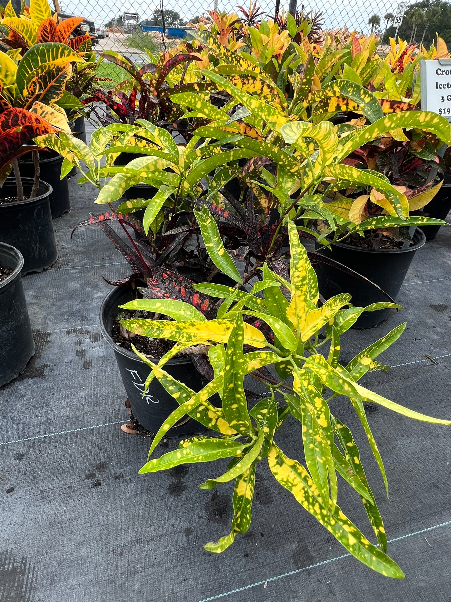 Croton Franklin Roosevelt