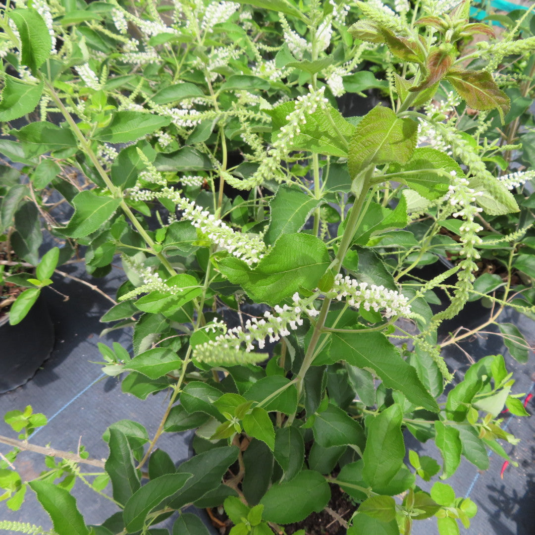 Sweet Almond (Aloysia Virgata)