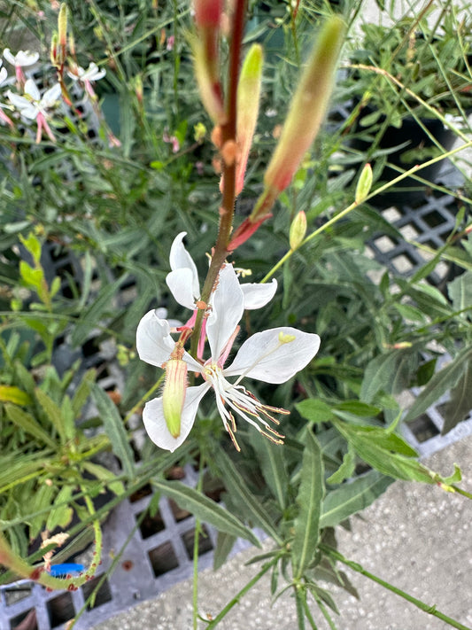 Gaura (Gaura Lindheimeri) 1G