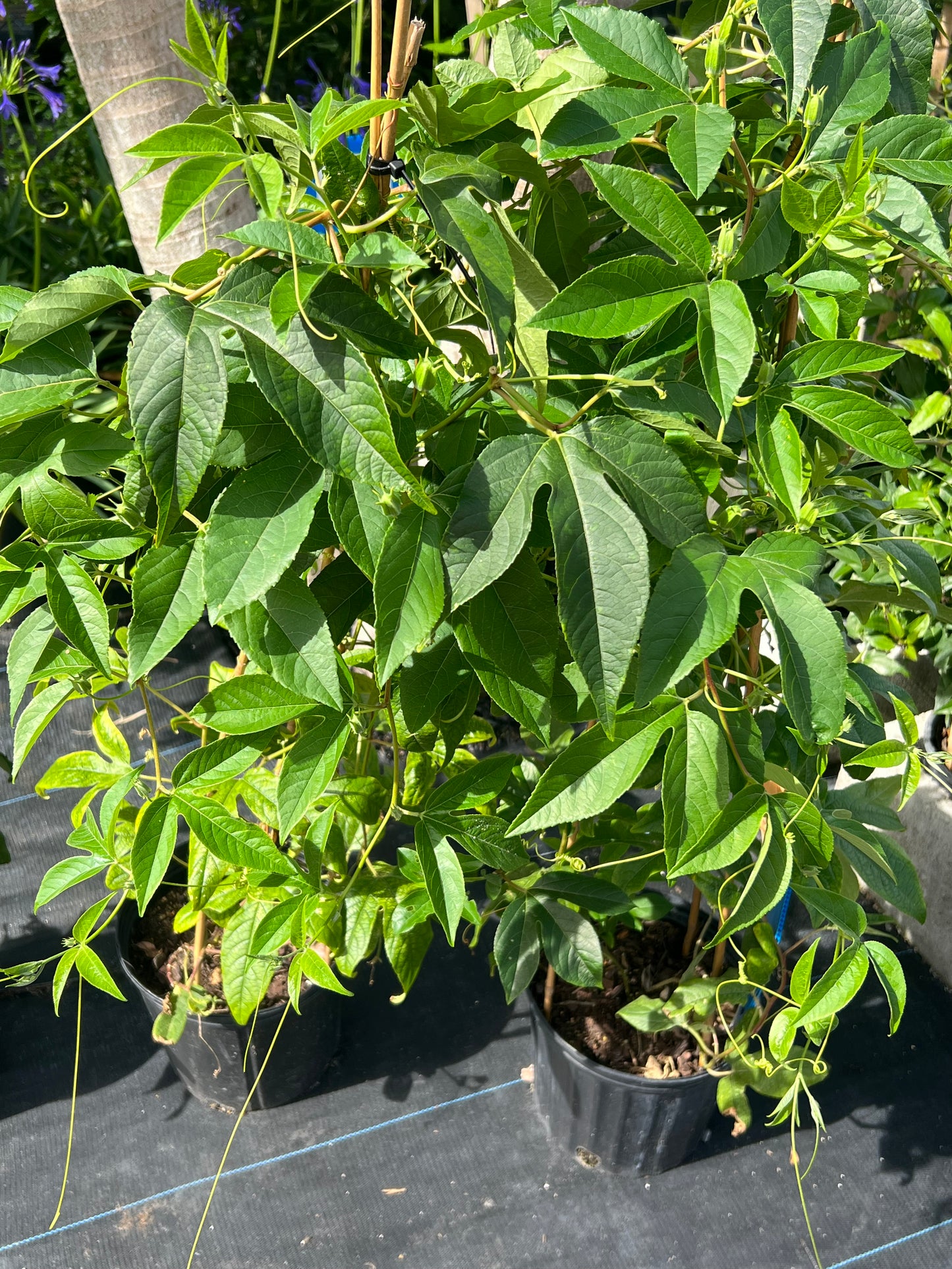 Passion Flower Vine Incense N