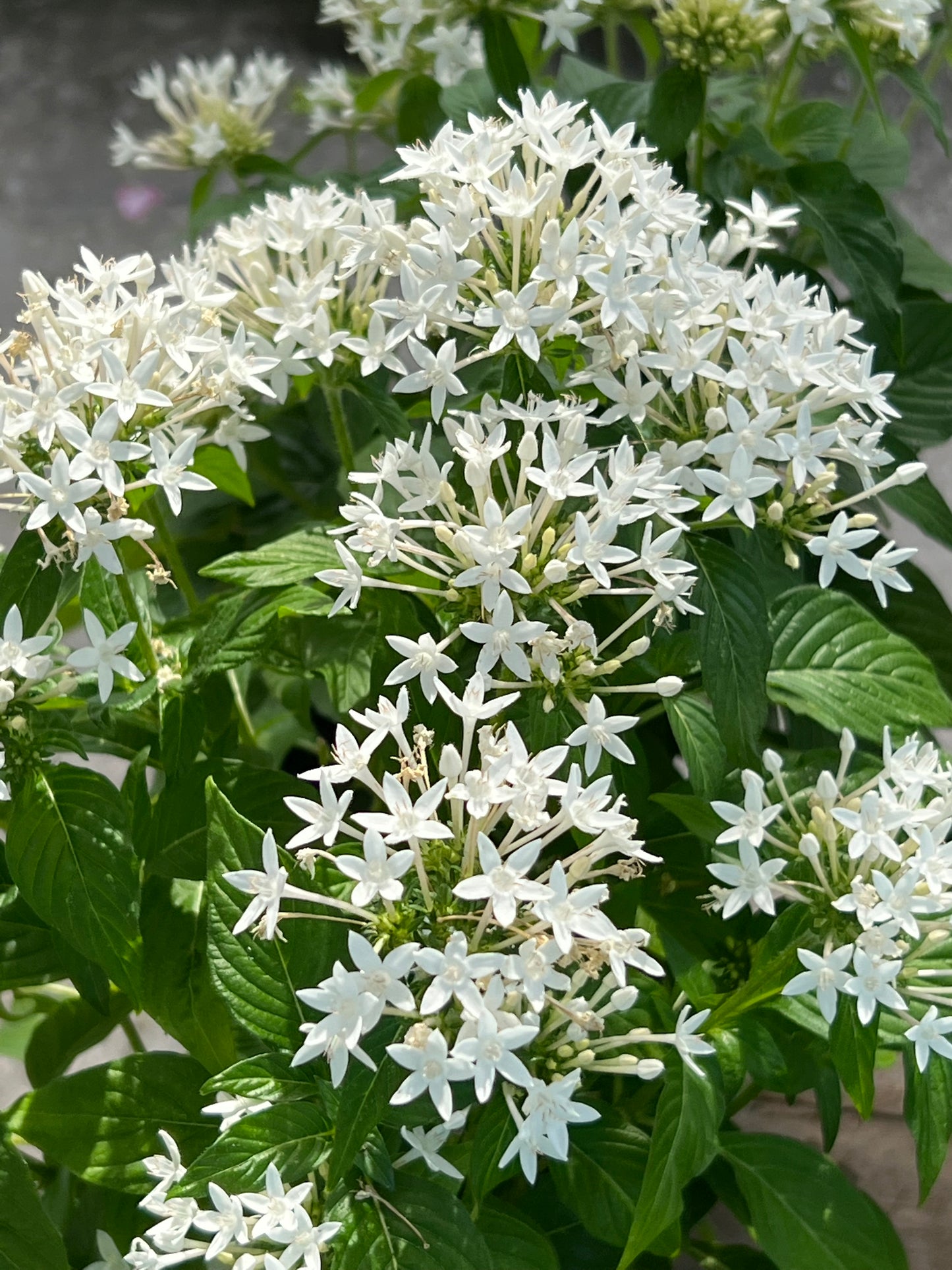 Pentas (Pentas Lanceolata) 1G