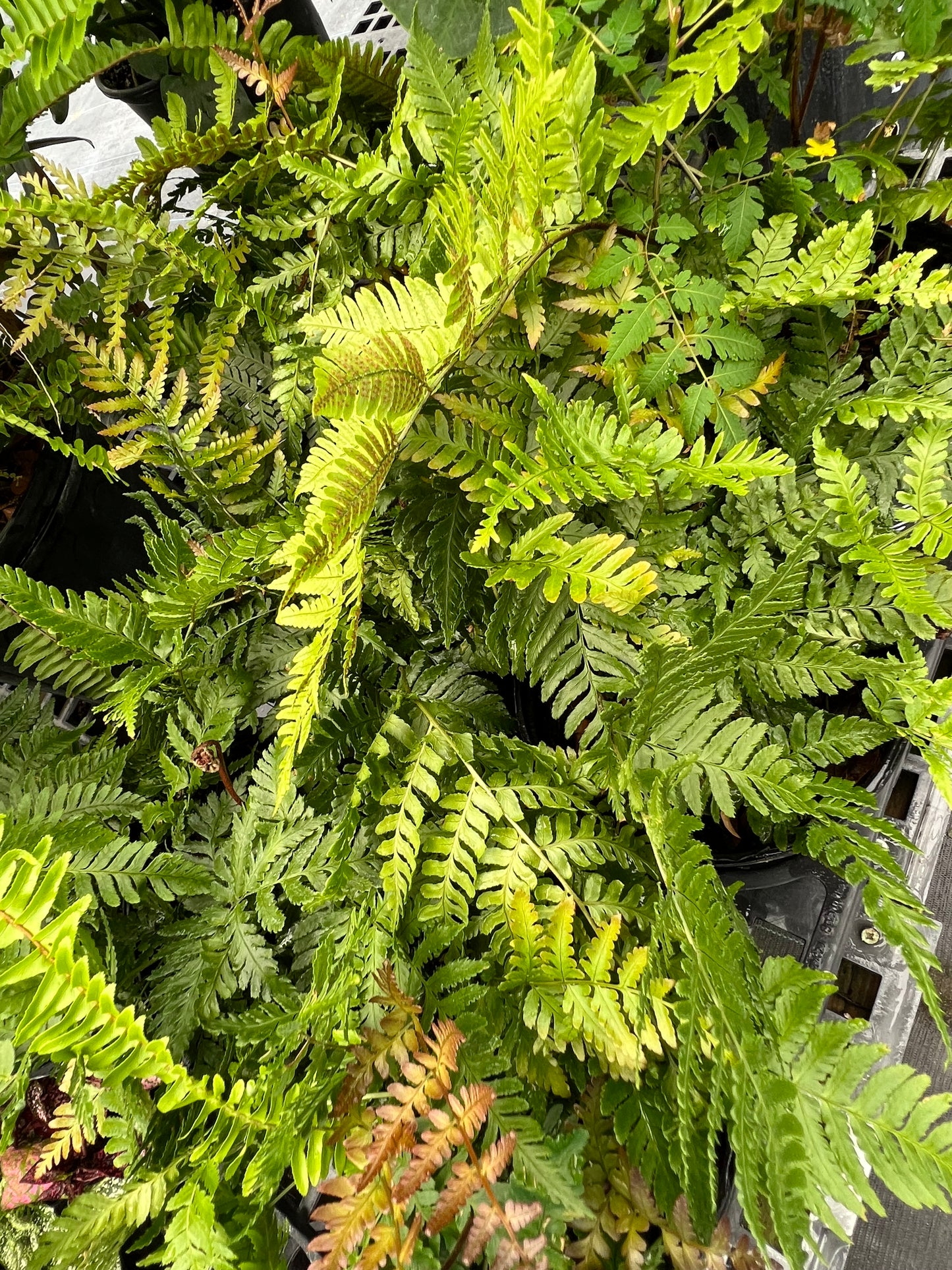 Fern Plants