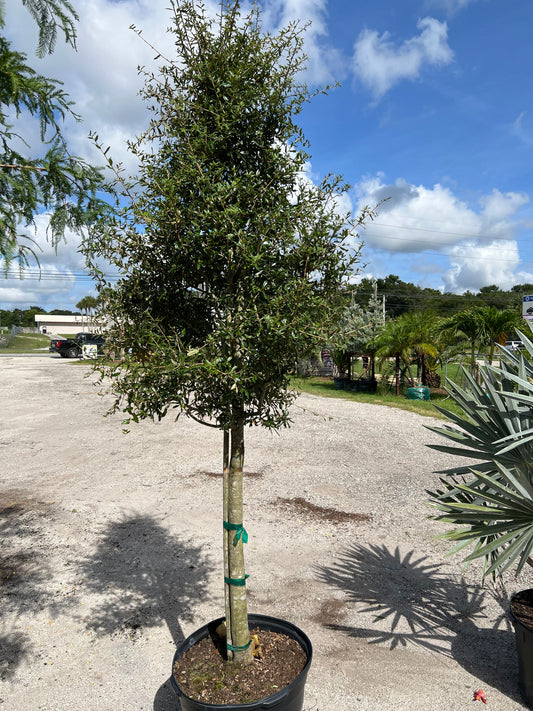 Live Oak Tree