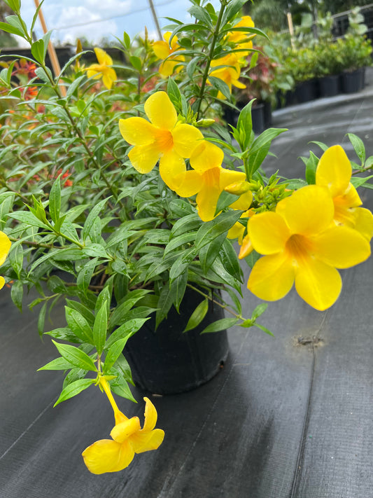 Allamanda Golden Butterfly