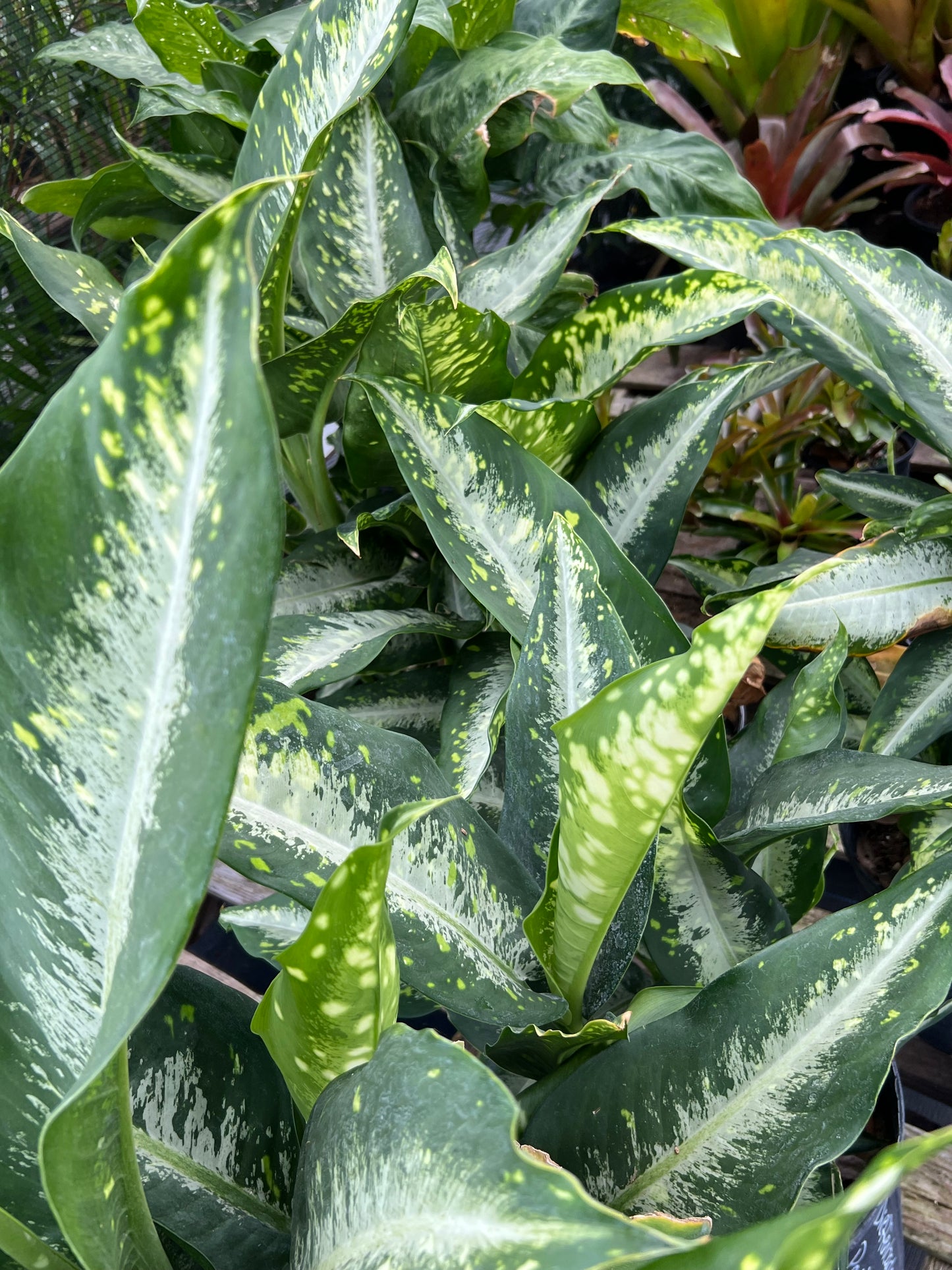 Dieffenbachia Panther-1G-1 gal