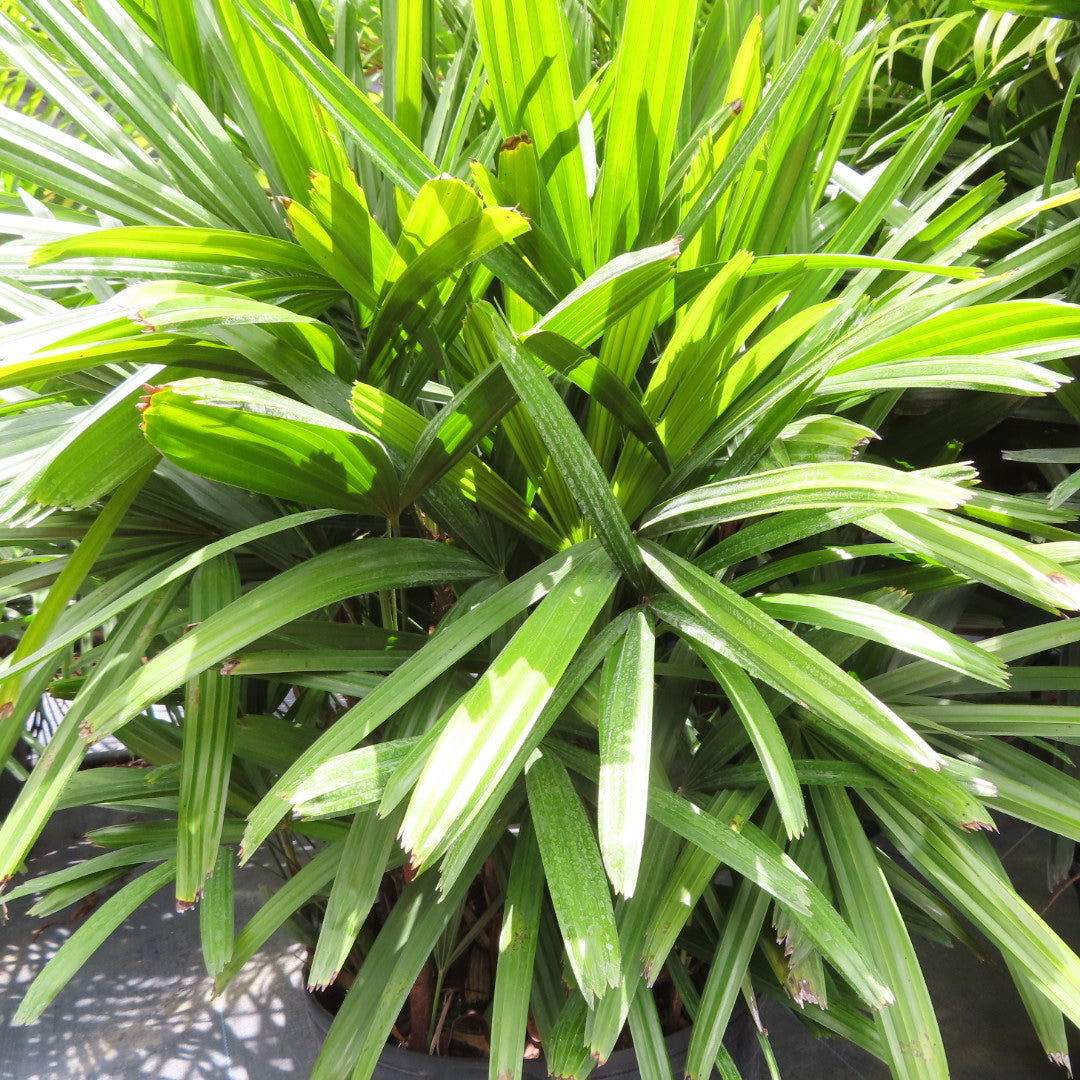 Lady Rhapis Palm