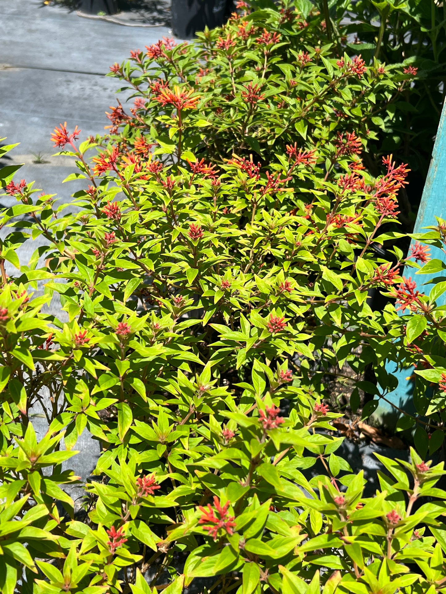 Firebush Firefly