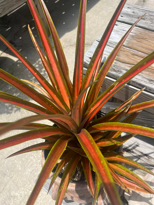 Pineapple Lava Burst Ornamental