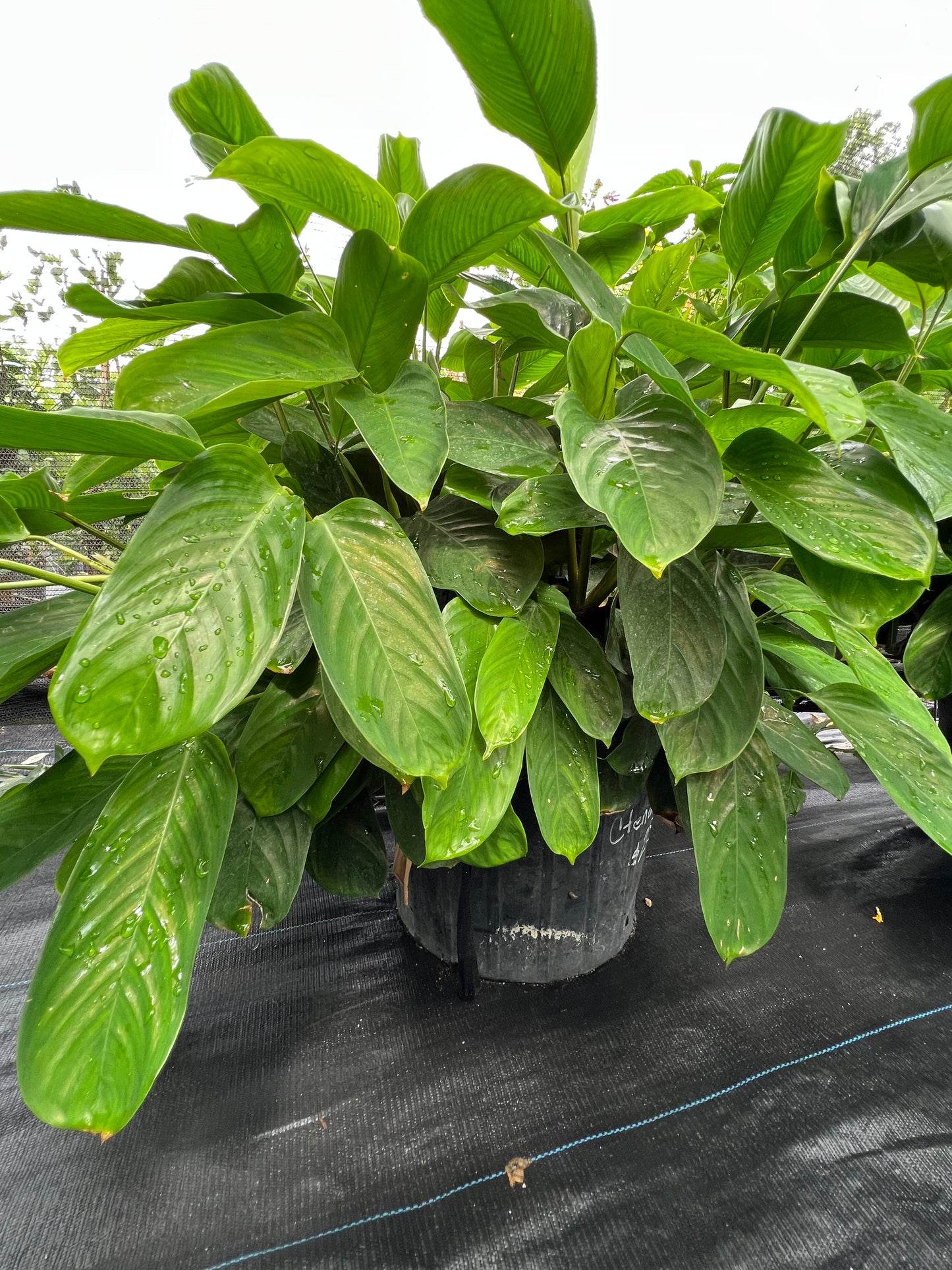 Ctenanthe-3G-3 gal