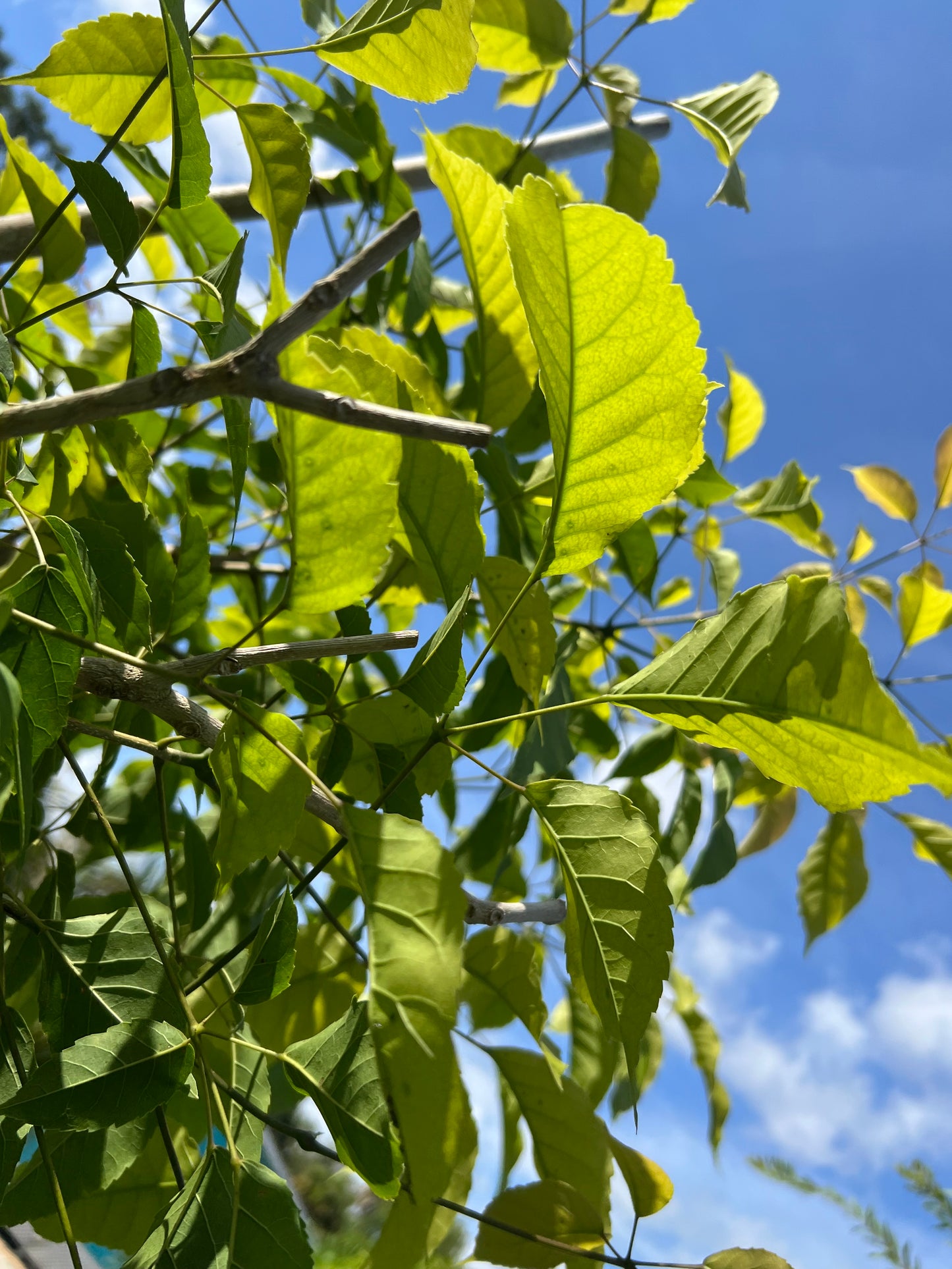 Tabebuia Purple Tree