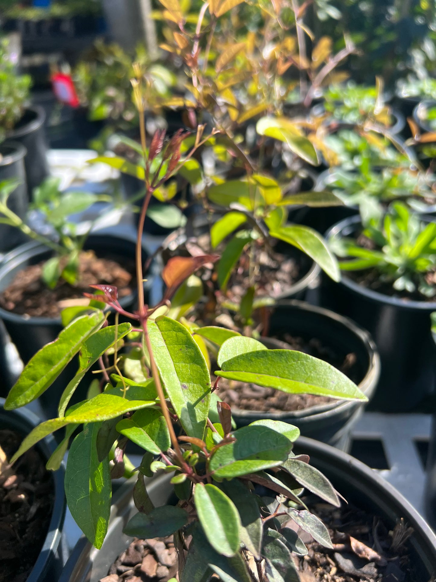 Cross Vine N (Bignonia capreolata)