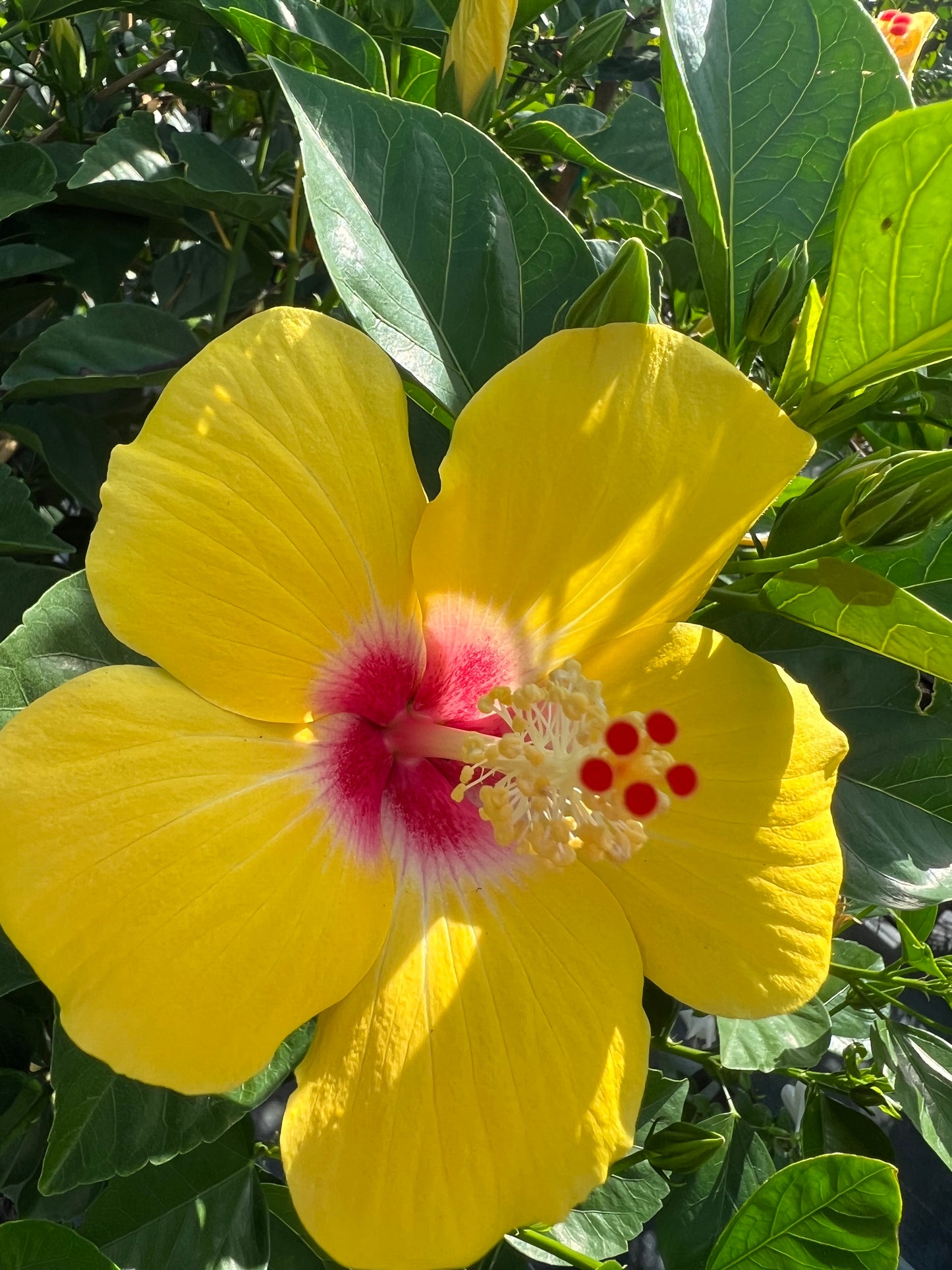 Hibiscus Shrubs