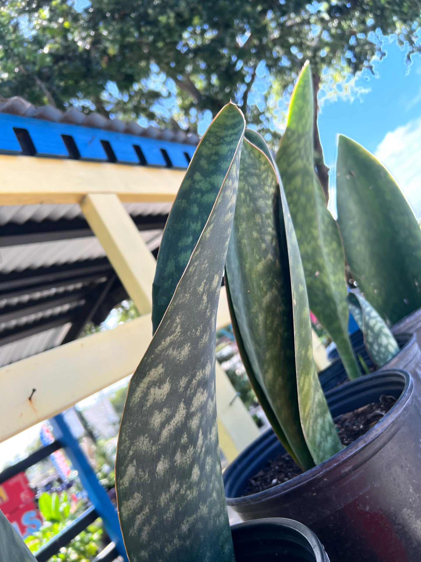 Agave Mangave