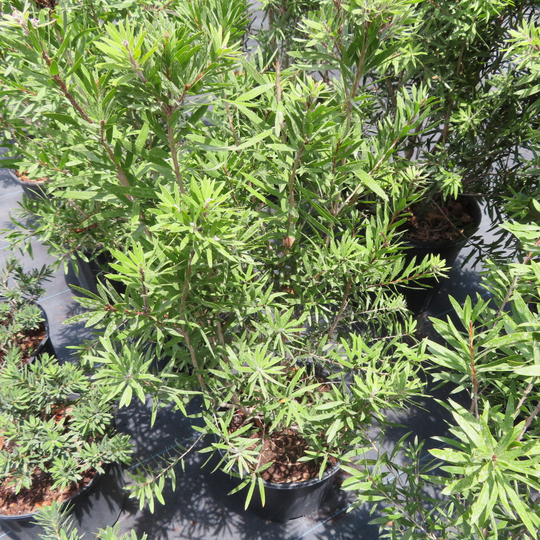 Bottlebrush Bush