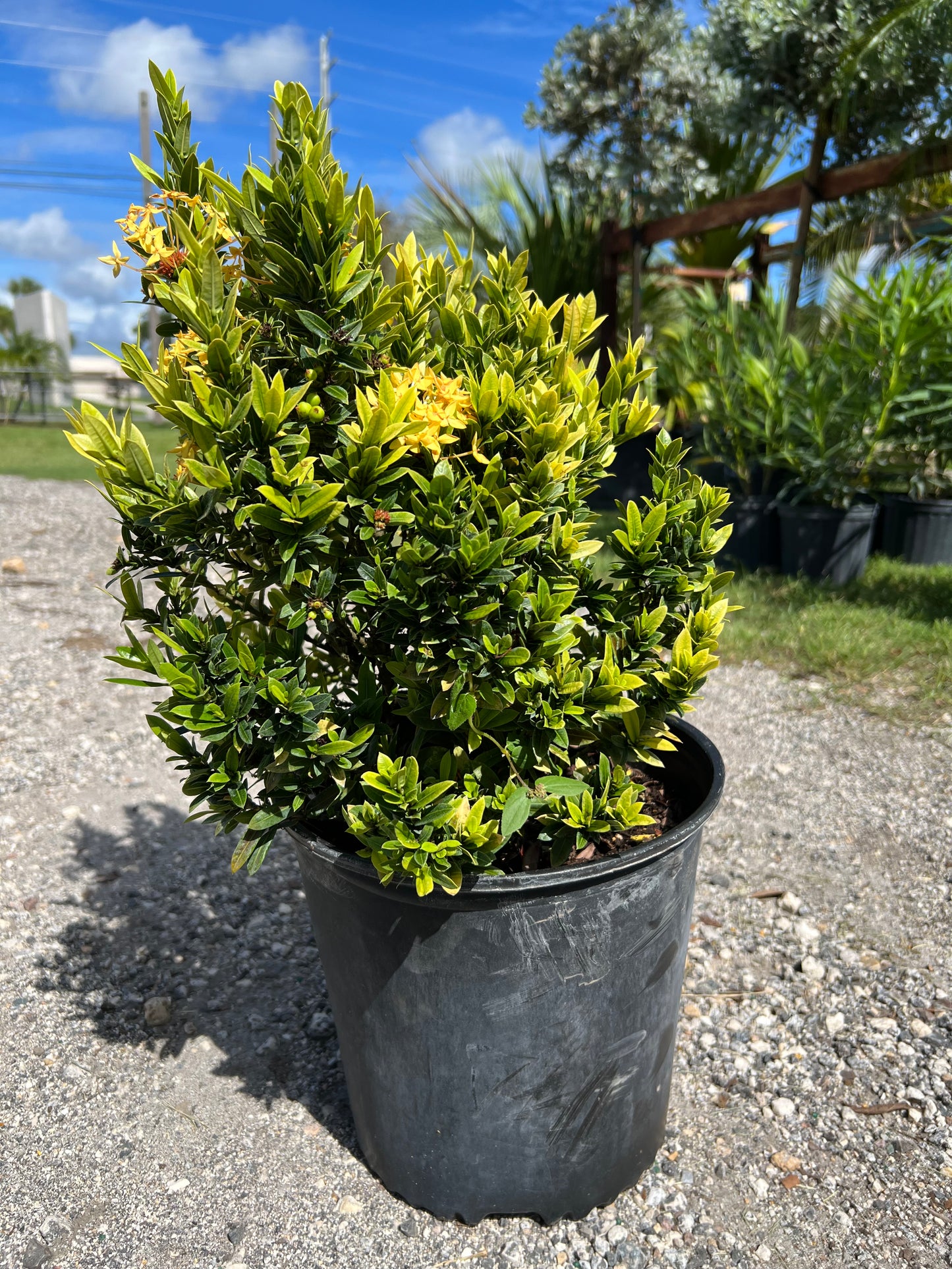 Ixora Taiwanese Dwarf