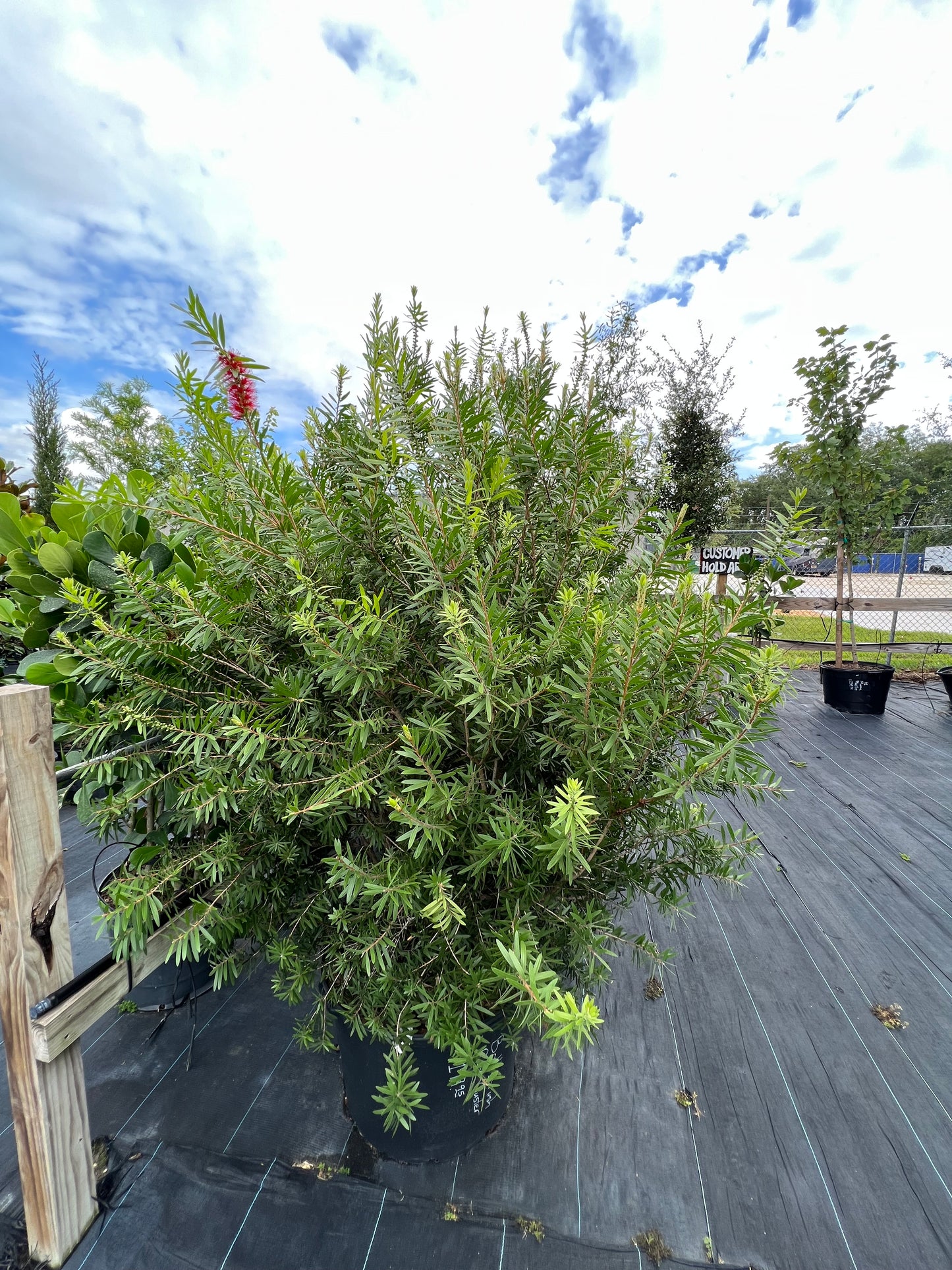 Bottlebrush Bush