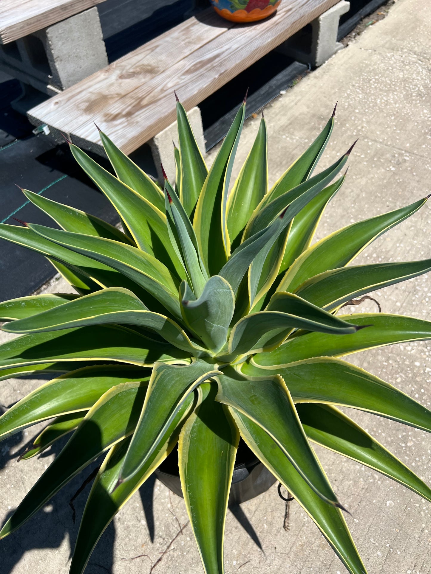 Agave Desmettiana Variegated