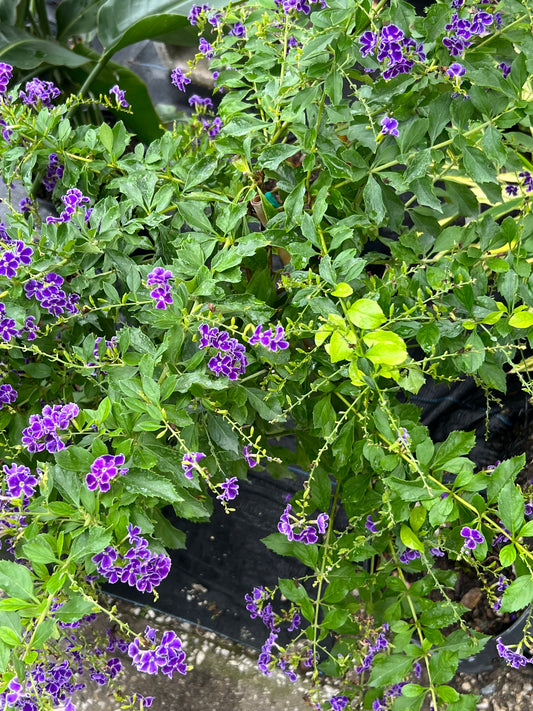 Duranta Sapp Shower