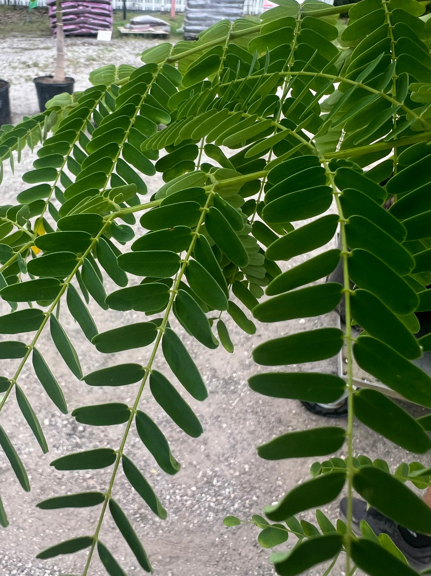 Royal Poinciana Tree