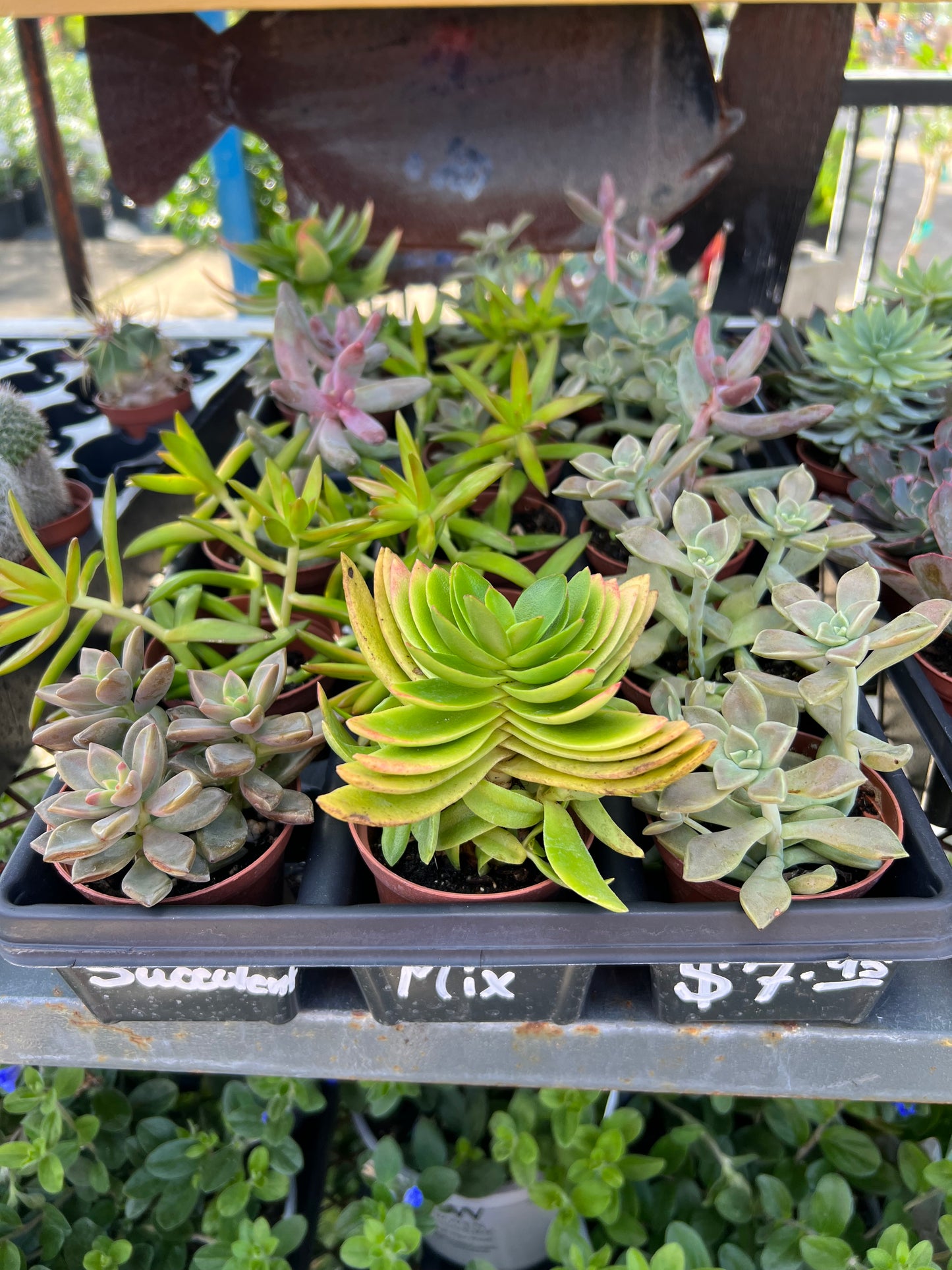 Succulent Assorted 3"-4"