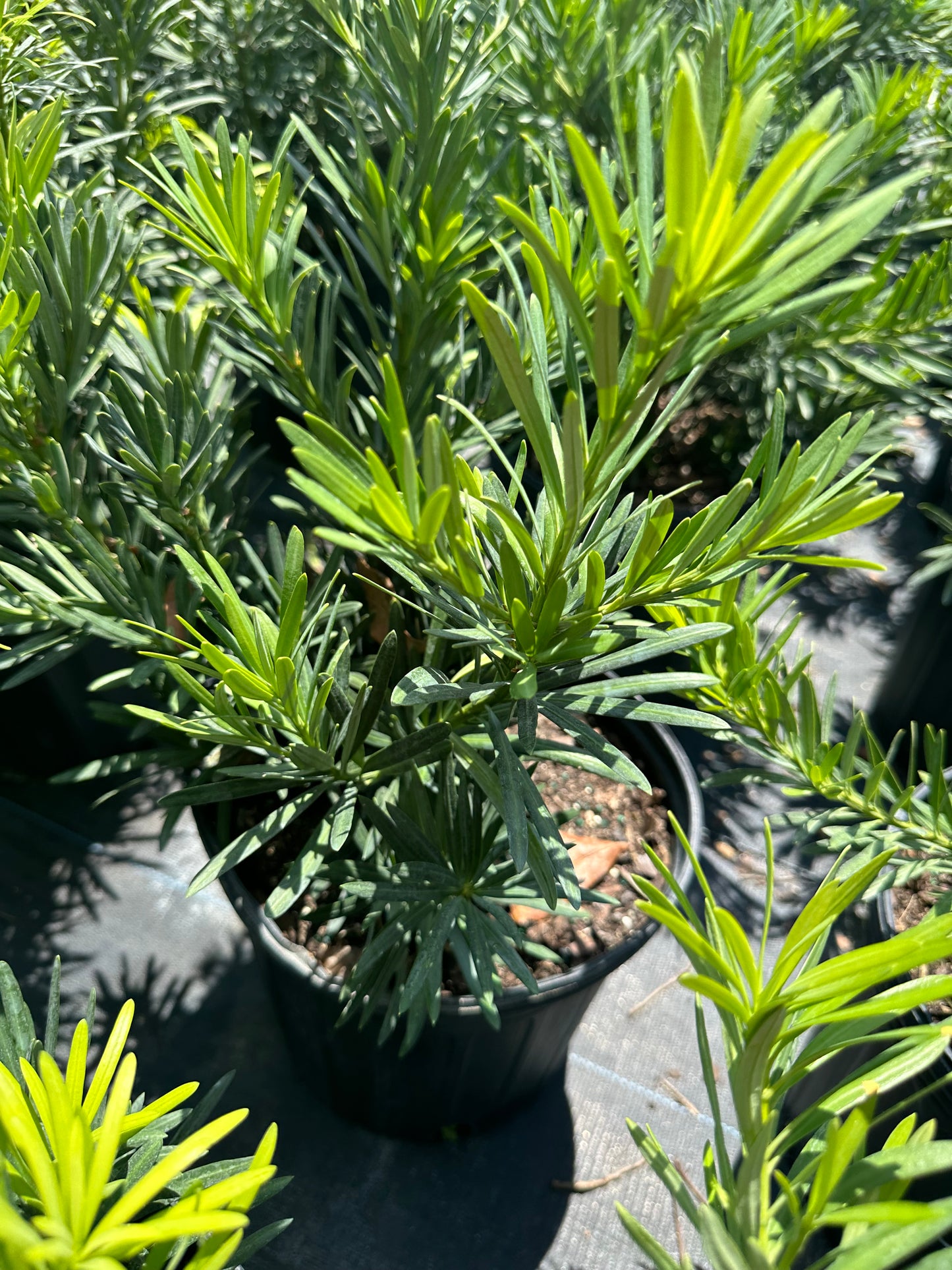 Podocarpus Pringles Dwf