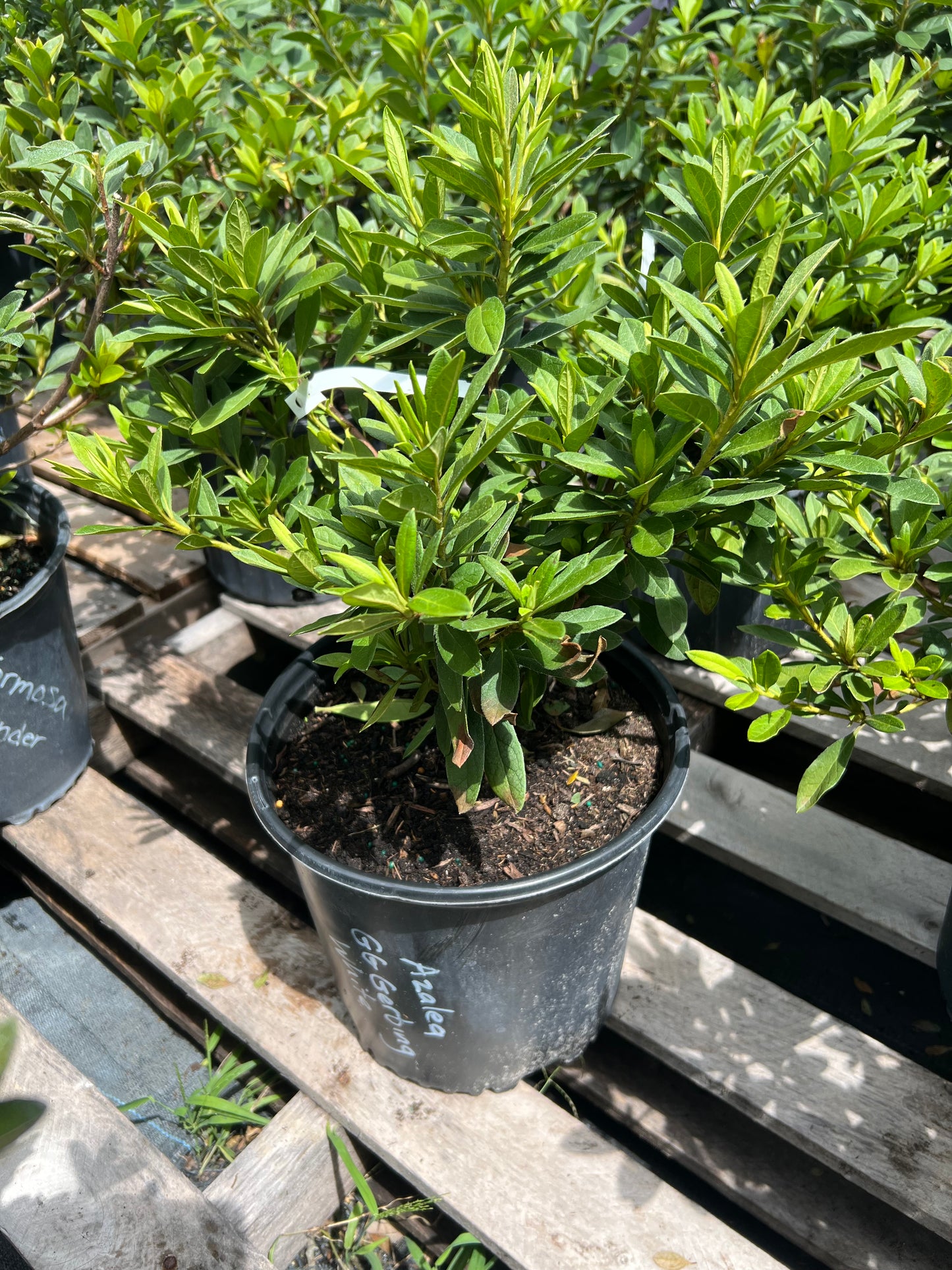 Azalea Bushes