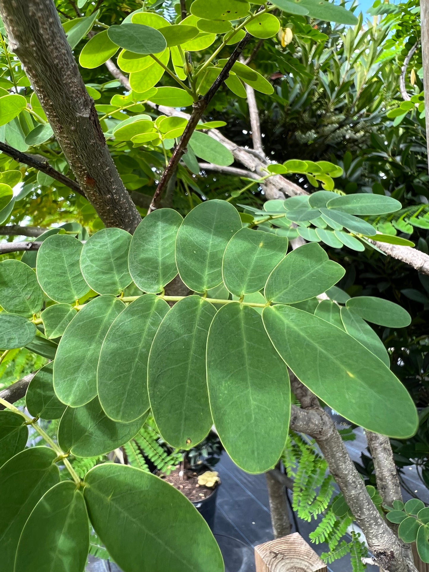 Cassia Senna Surattensis