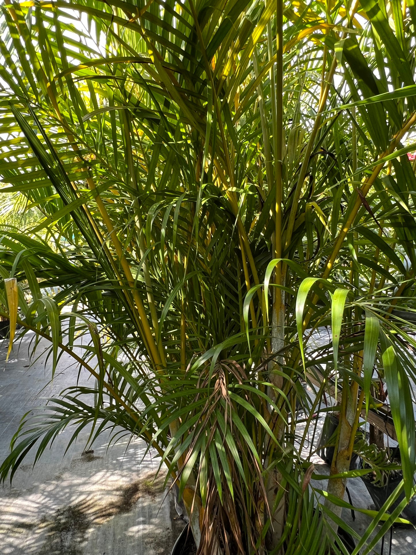 Areca Palm