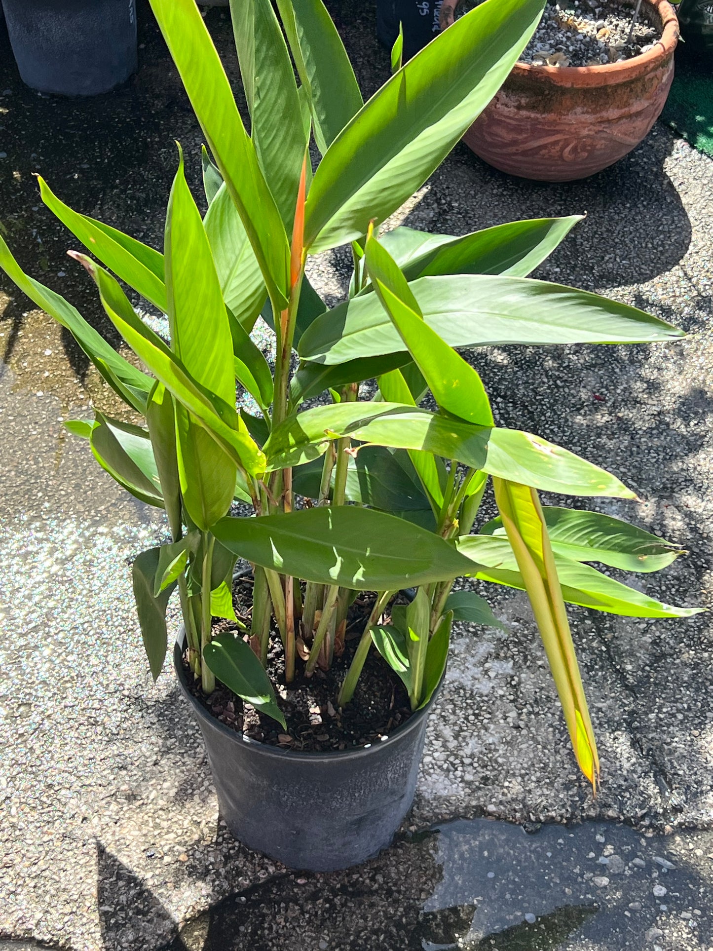 Heliconia (psittacorum)