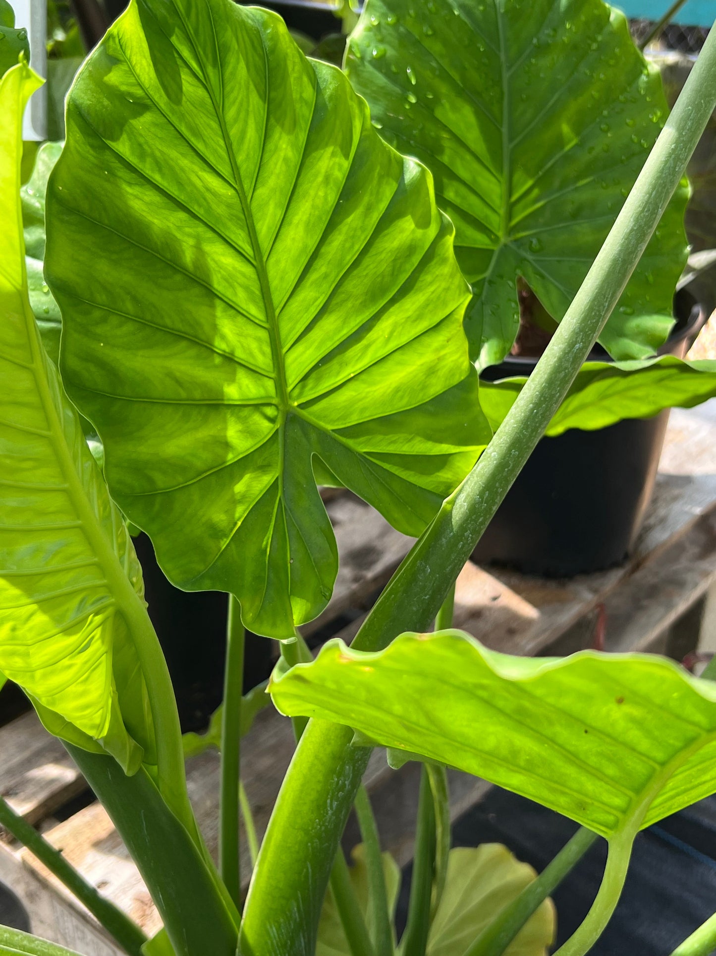 Alocasia Shrubs