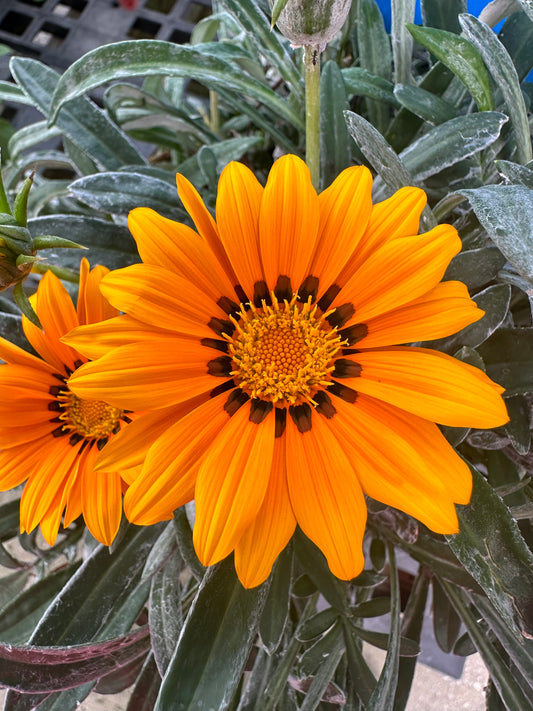 Gazania 1G