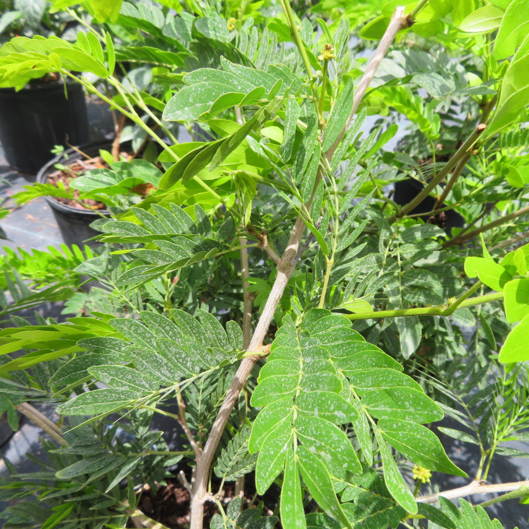 Powderpuff Shrub