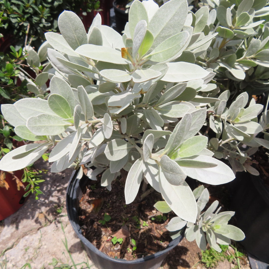 Silver Buttonwood