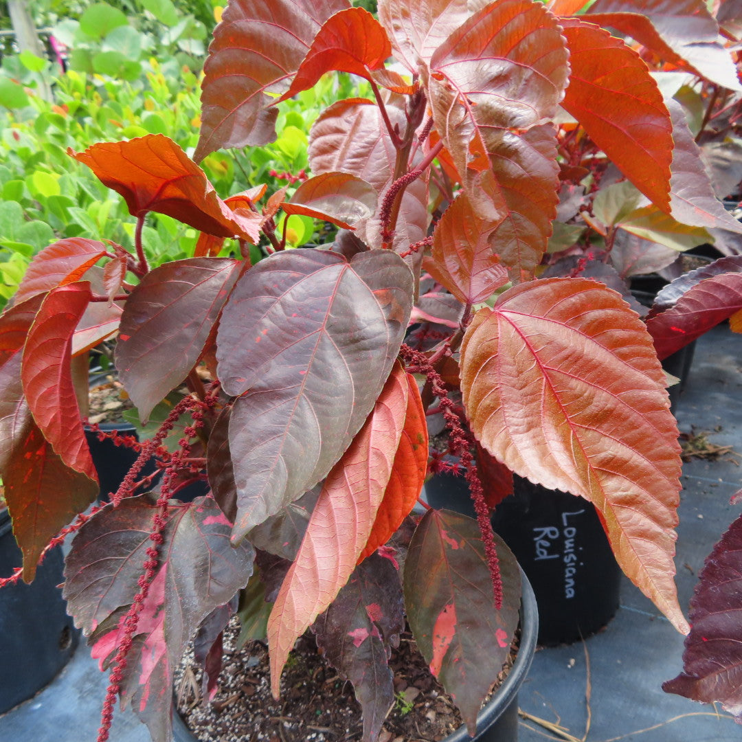 Copperleaf