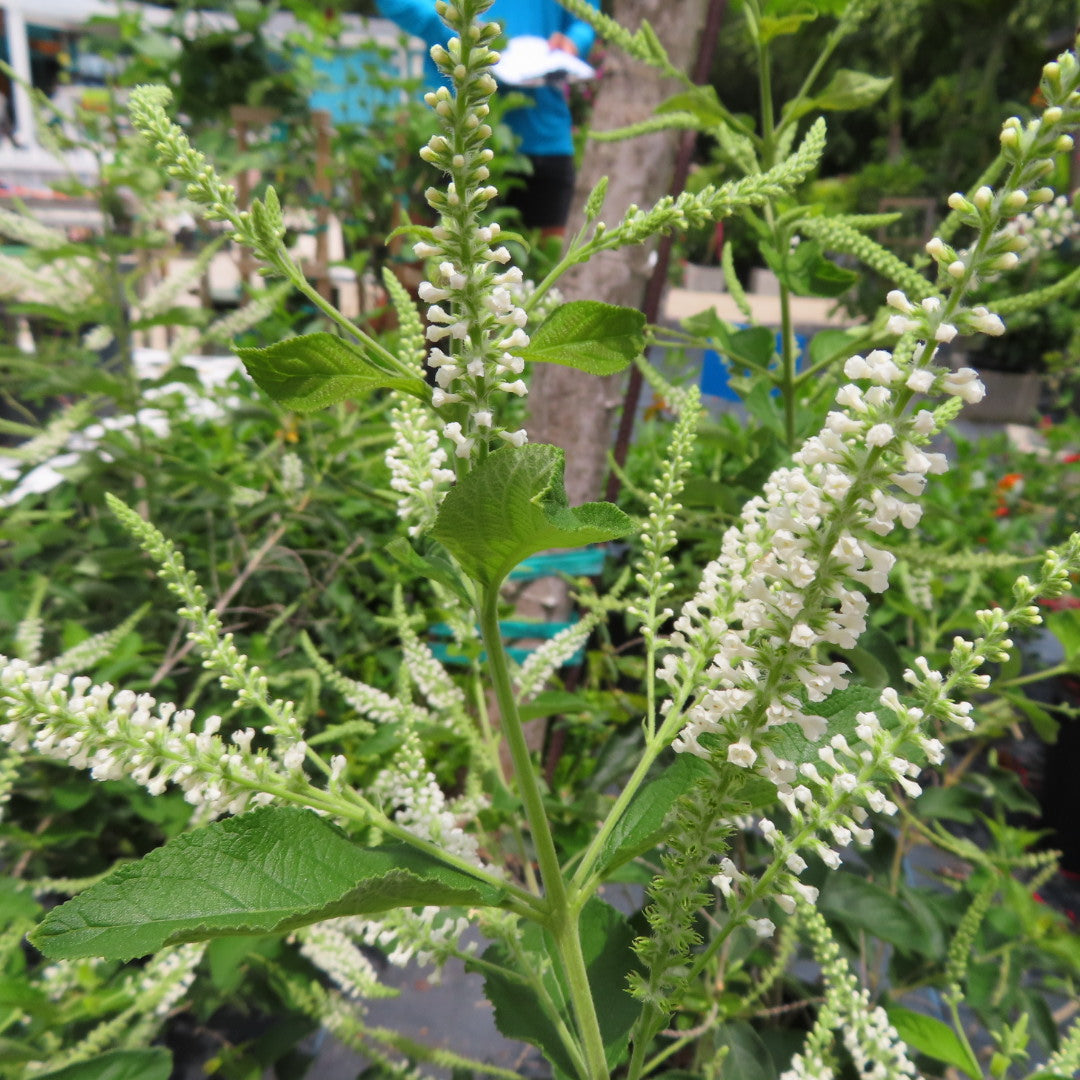 Sweet Almond (Aloysia Virgata)
