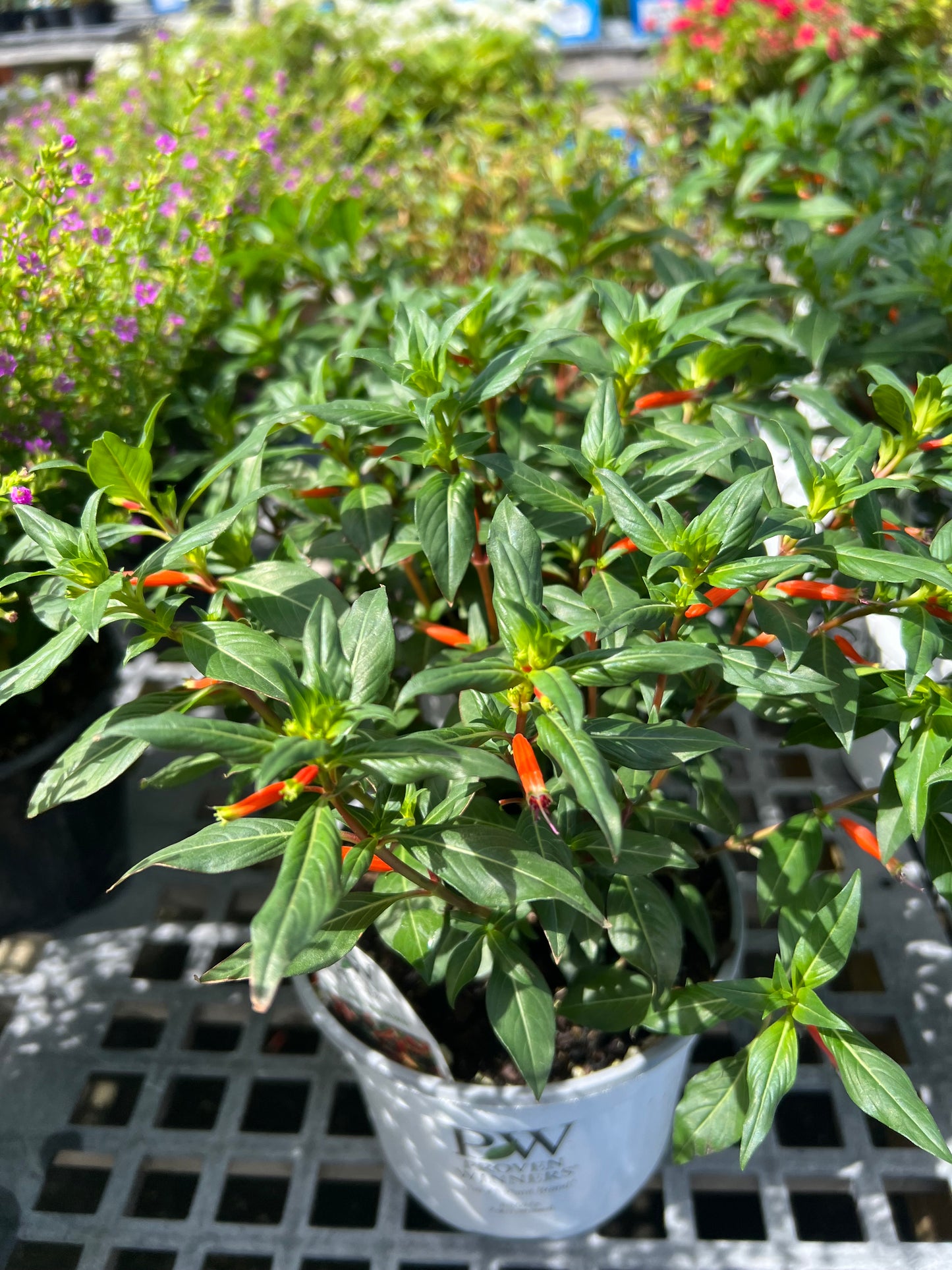 Cuphea Cigar Plant (Ignea)