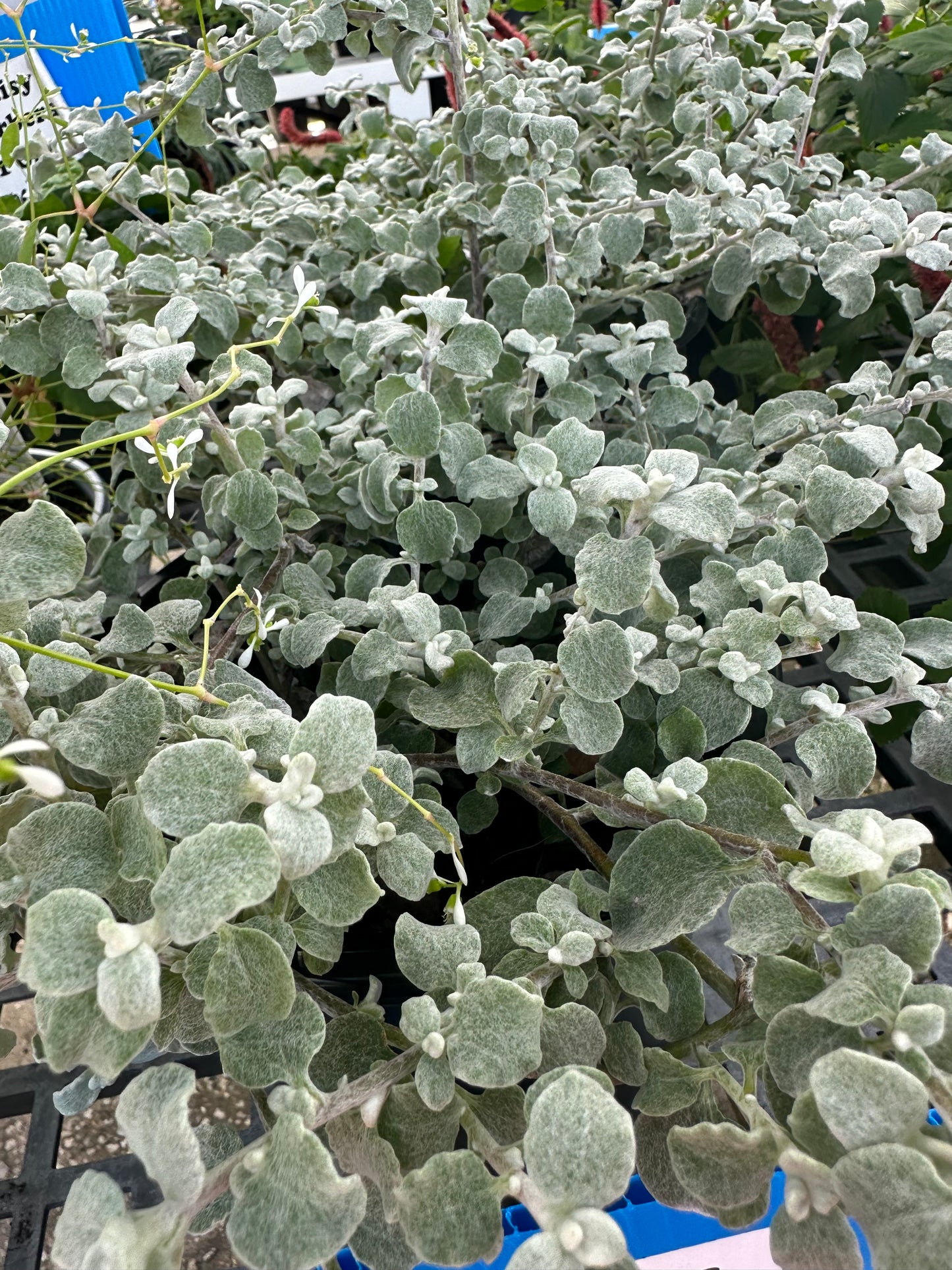 Licorice White Helichrysum (petiolare)1G