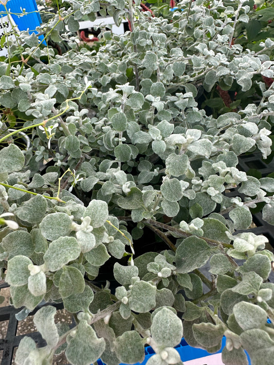 Licorice White Helichrysum (petiolare)1G