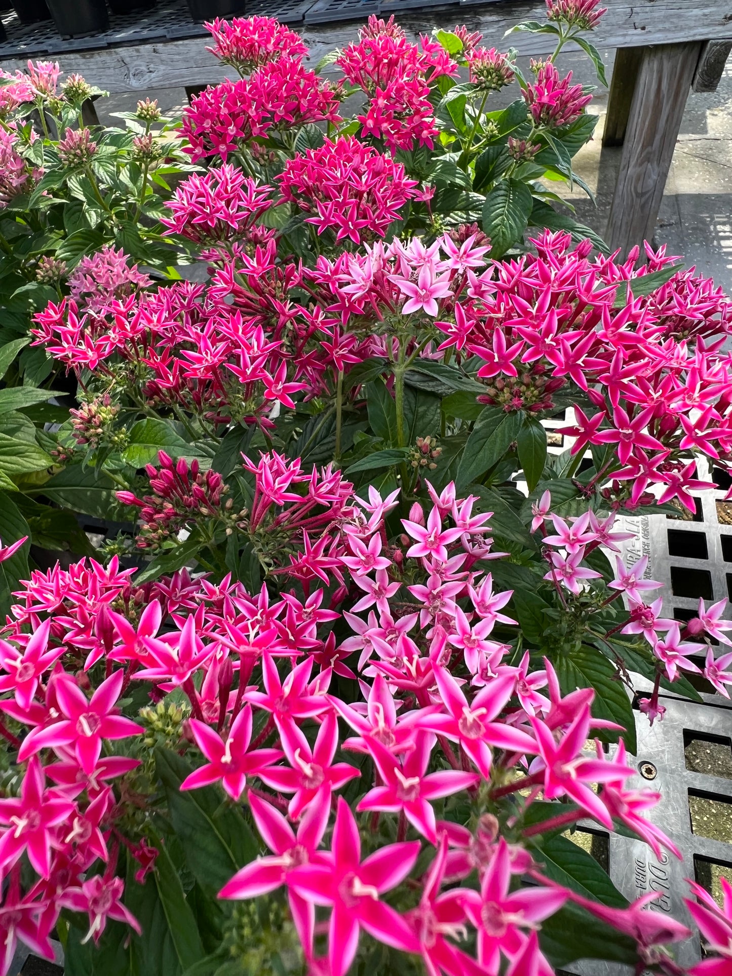 Pentas (Pentas Lanceolata) 1G