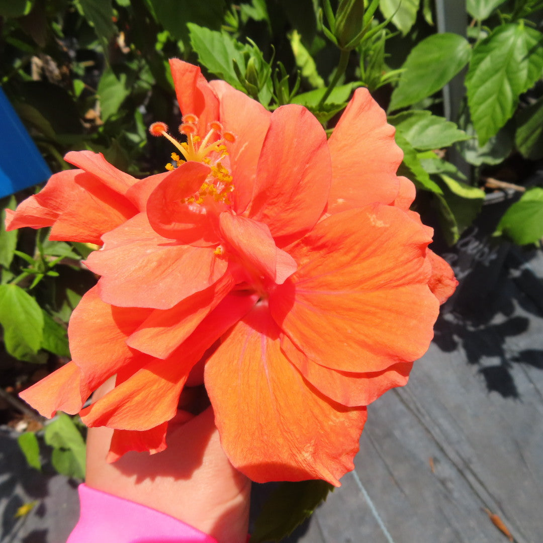 Hibiscus Shrubs